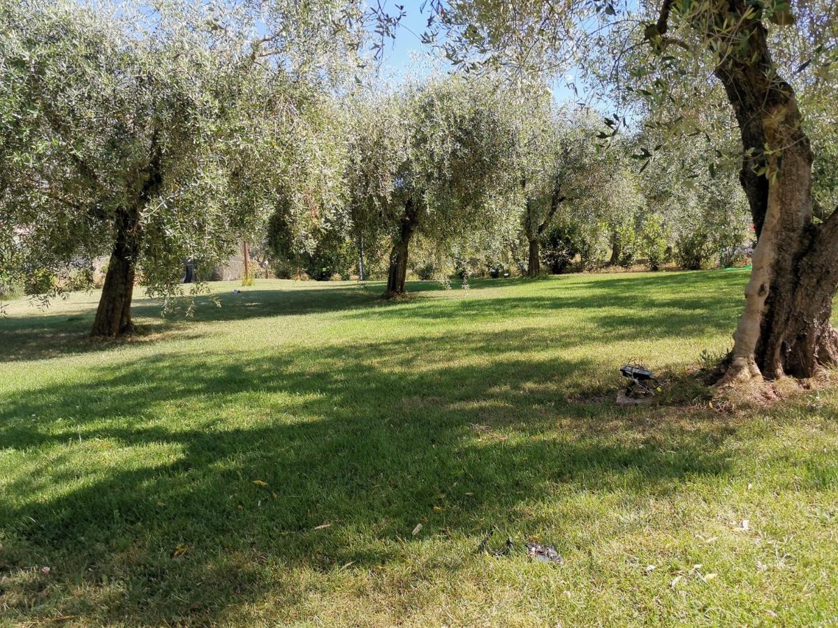 Gli Ulivi Di Maremma *